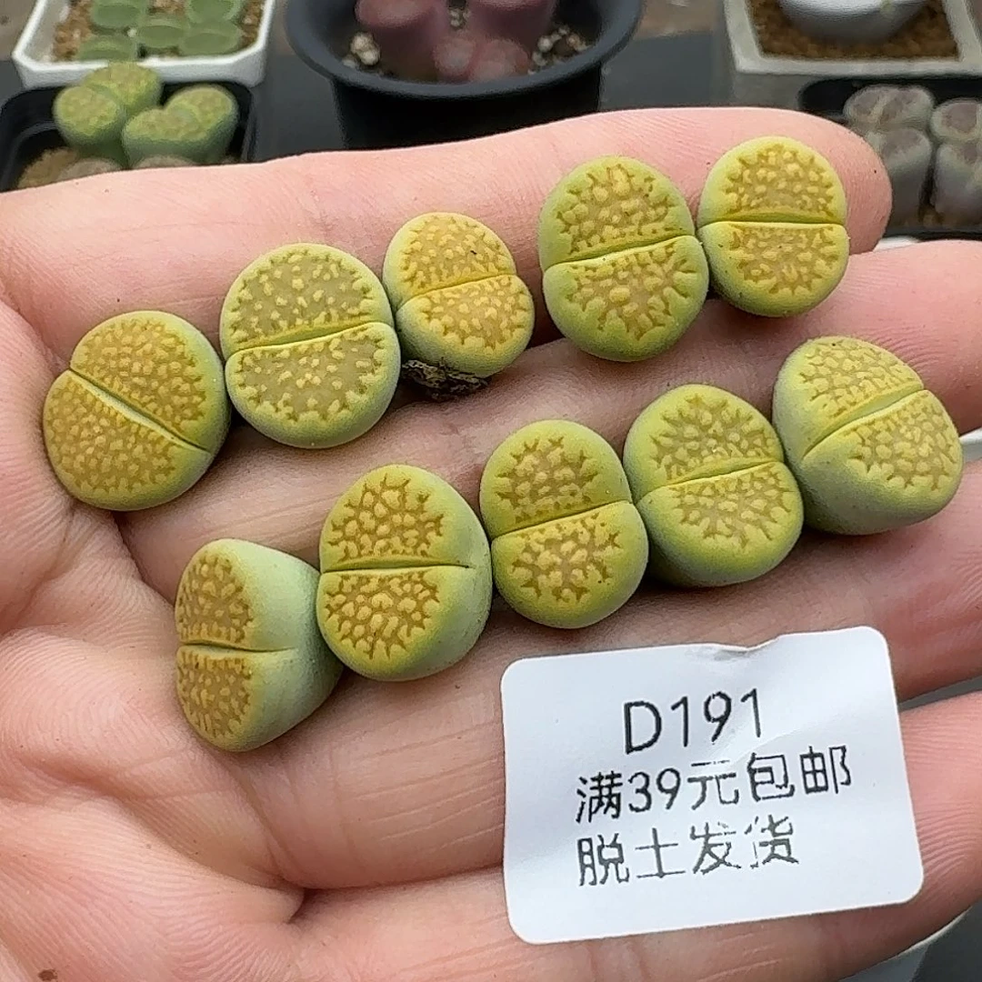 191多肉哈哈哈哈哈哈