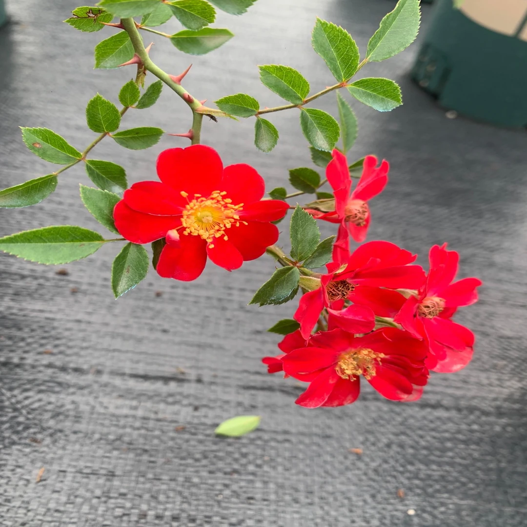 红一重微型理想的金月季藤本绿植花卉盆栽月季花