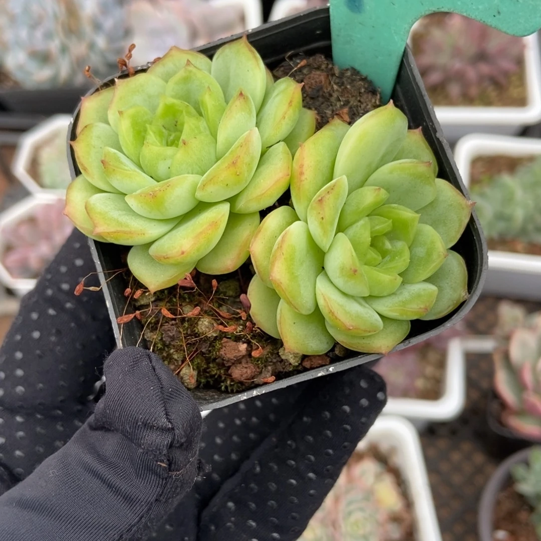 9宝宝绿多肉植物多肉