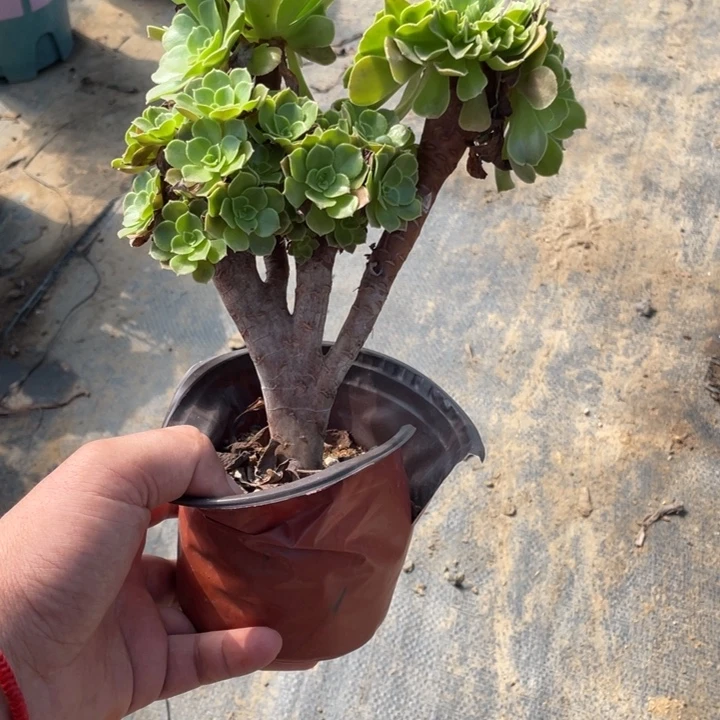 13玫瑰缀多肉植物多肉多肉