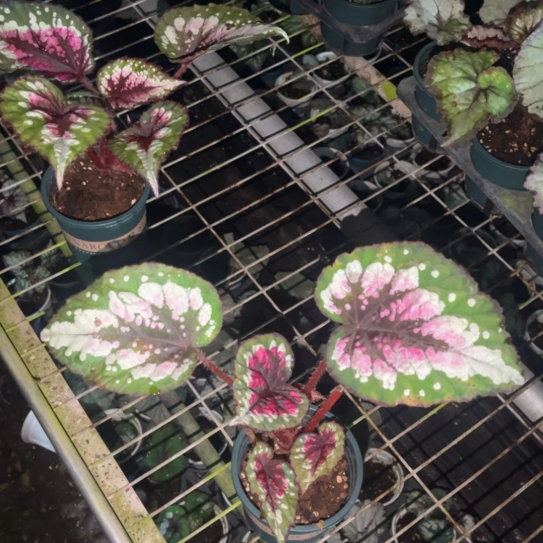 无花朵a06女妖（泰国杂菜捡漏福利无售后）