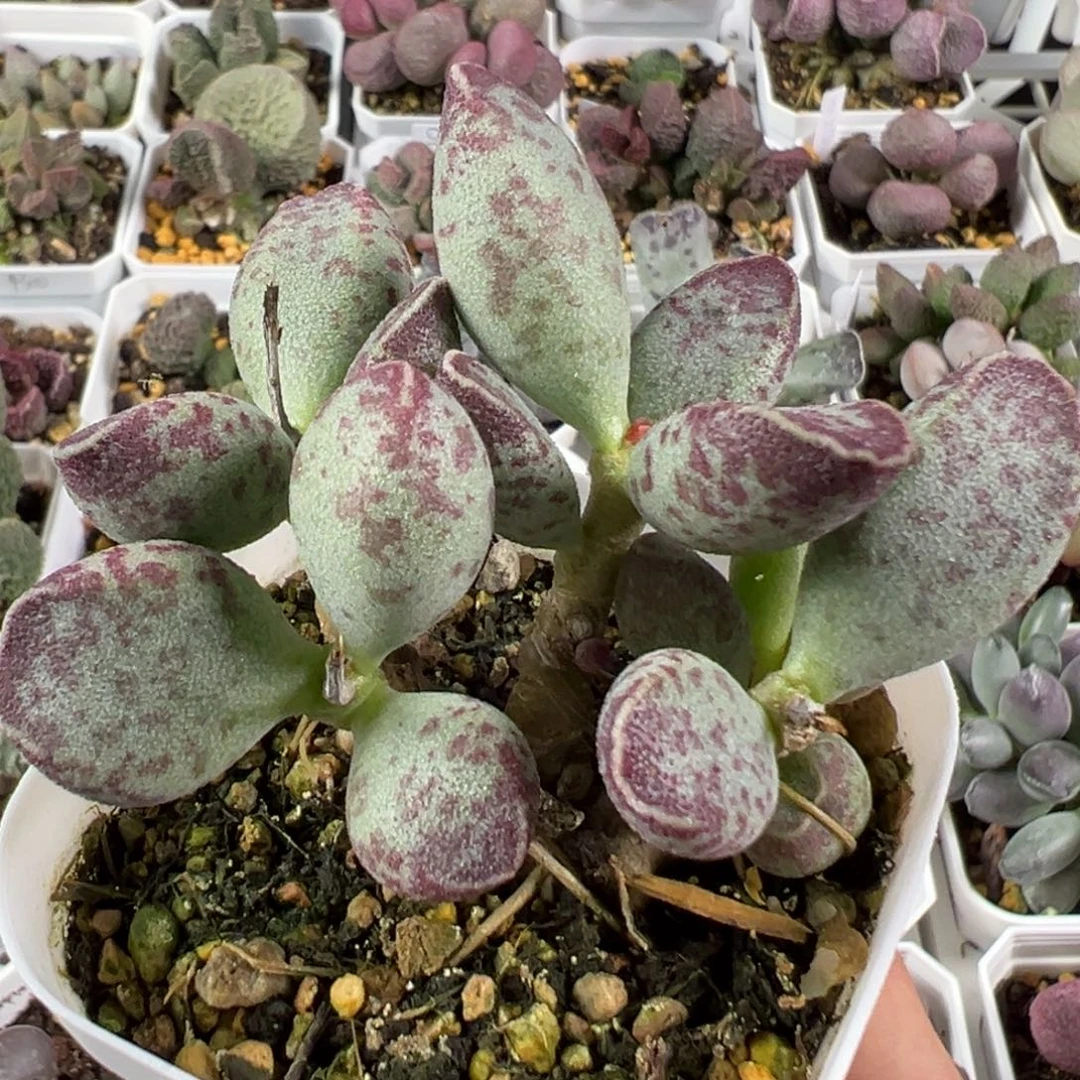 w带桩艾薇多肉植物水泡