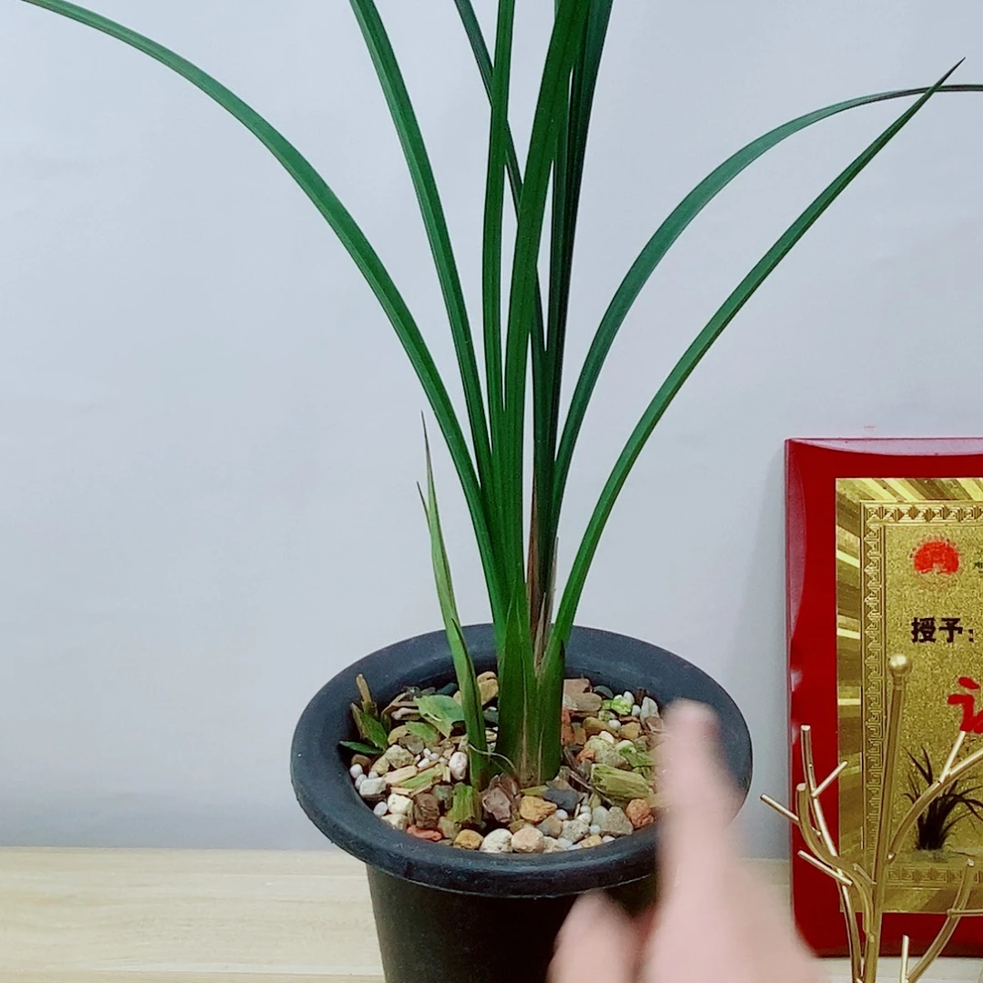 当前无花栽培后可以开花雪