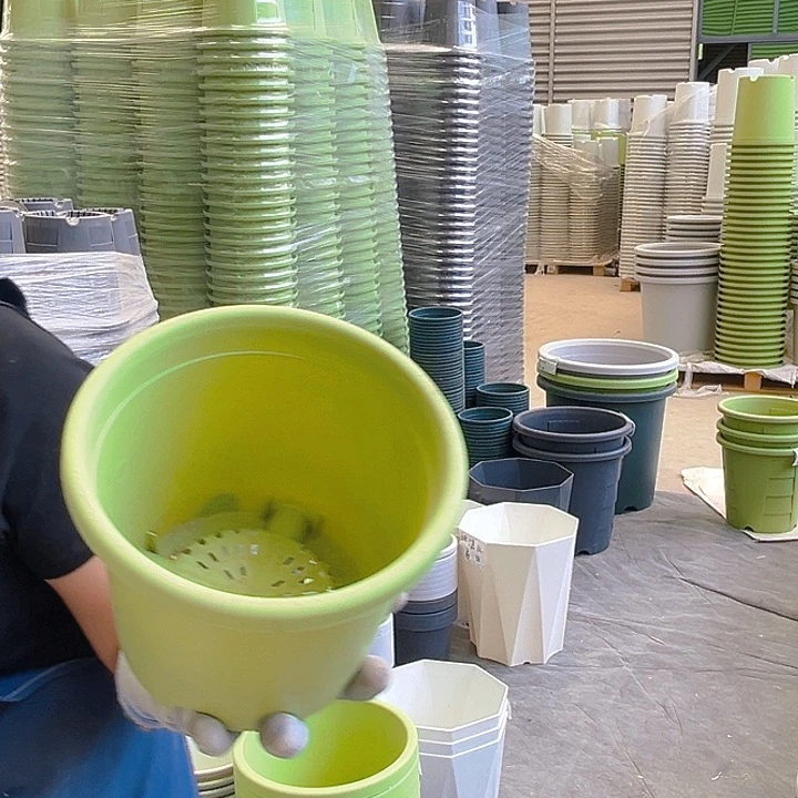 四季盆2#果绿色10个无托