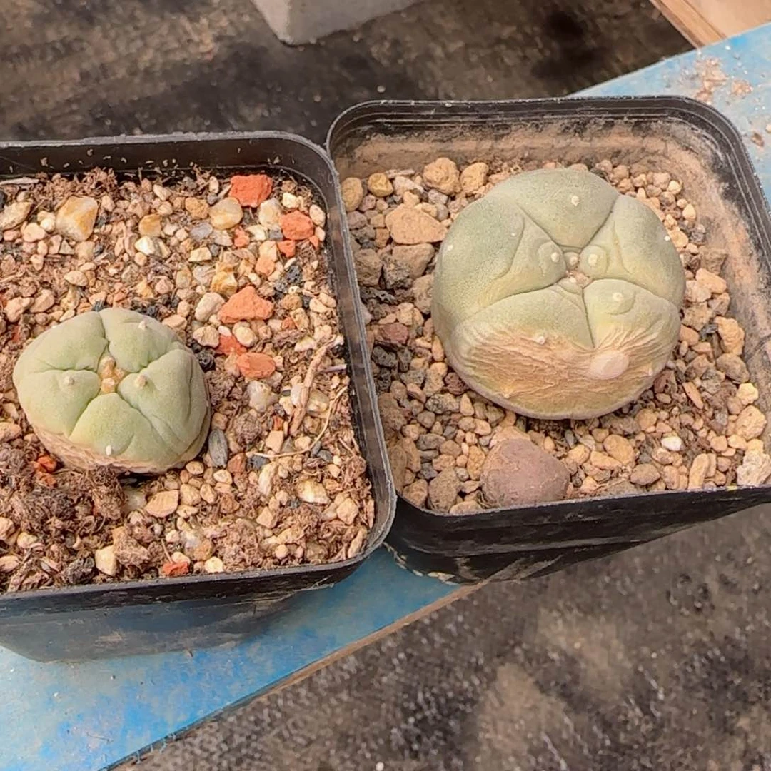 实生草球两颗多肉