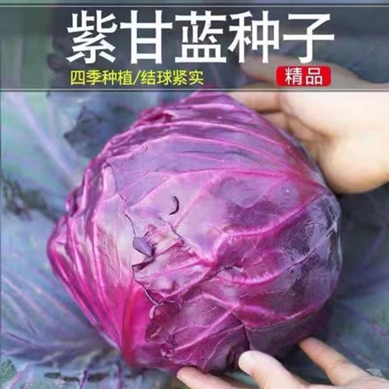 早熟紫甘蓝种子四季结球包心紫白菜种籽易种耐寒孢子卷心蔬菜种籽