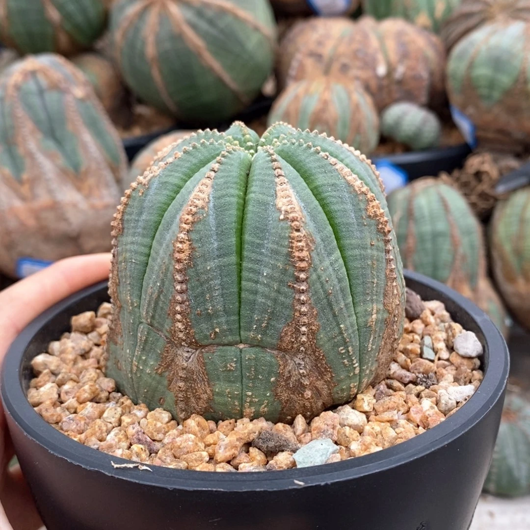 19欧系实生布纹球一物一拍