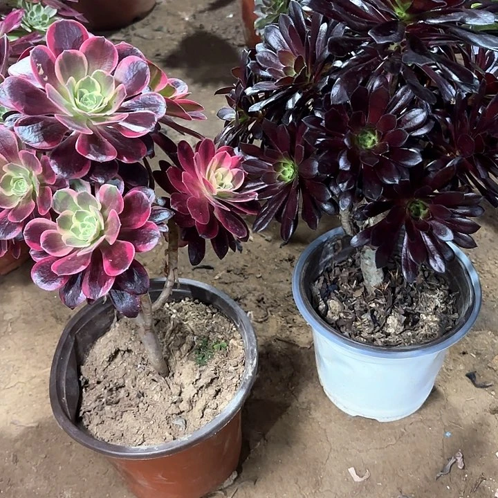 九**步多肉植物法师2颗88