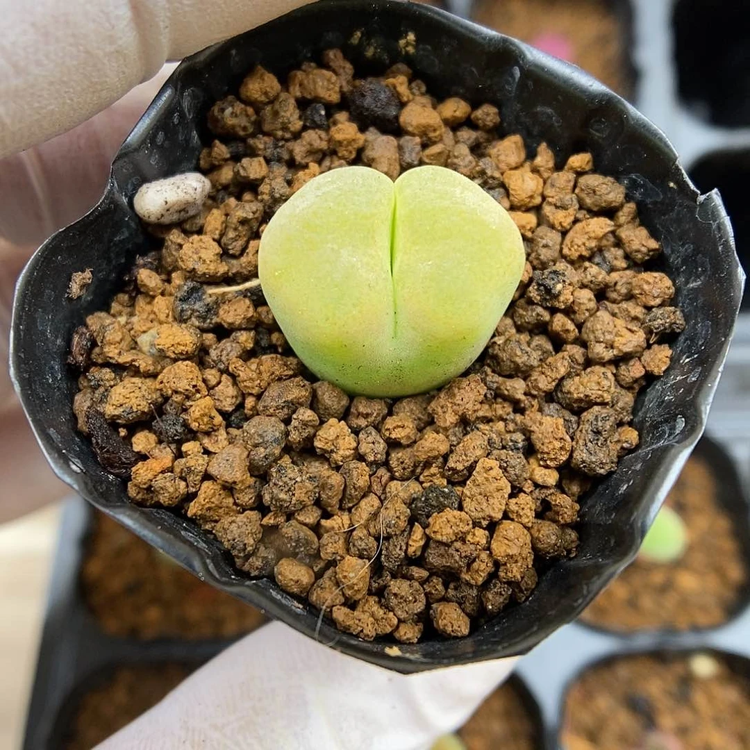 多肉植物K-2259（1.5）风铃勋章杂