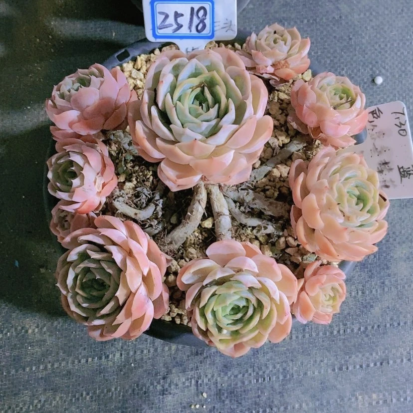 【闪购商品】W*.2518