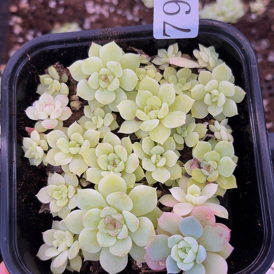 多肉植物多肉植物797