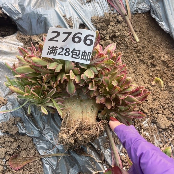 2766三号棚多肉植物L