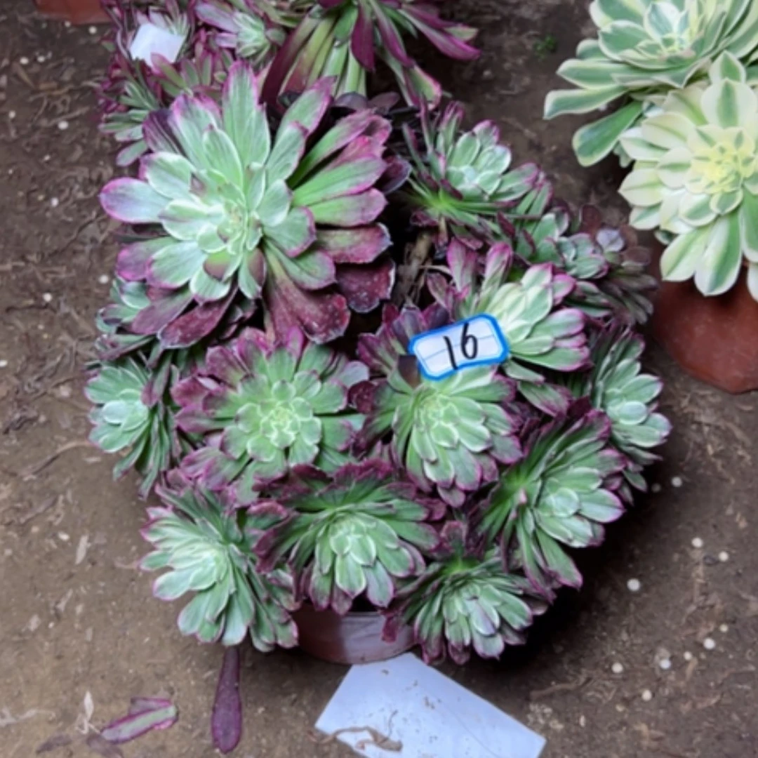 【闪购商品】鄂***哥多肉植物不周正16