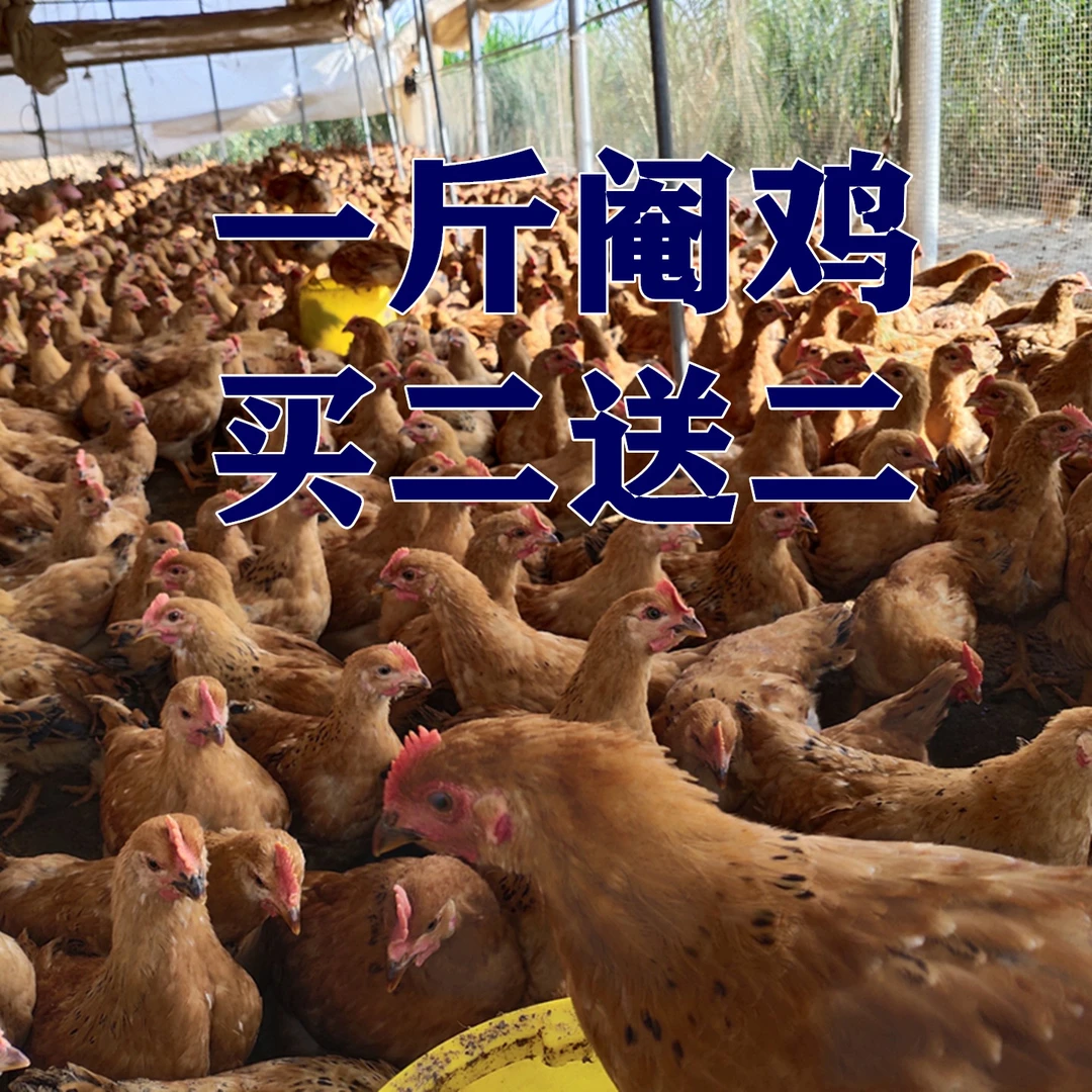 宠物鸡（阉鸡）线鸡红毛鸡弯尾鸡观赏鸡