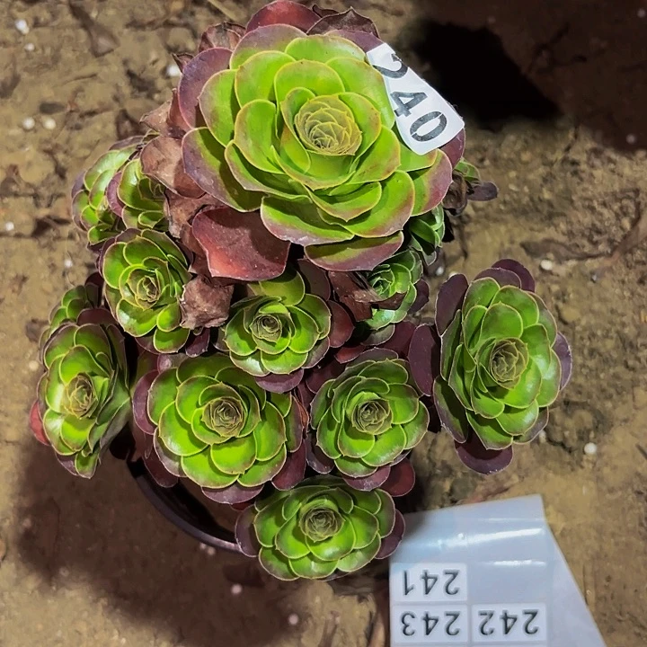 240魅金多肉植物不售后