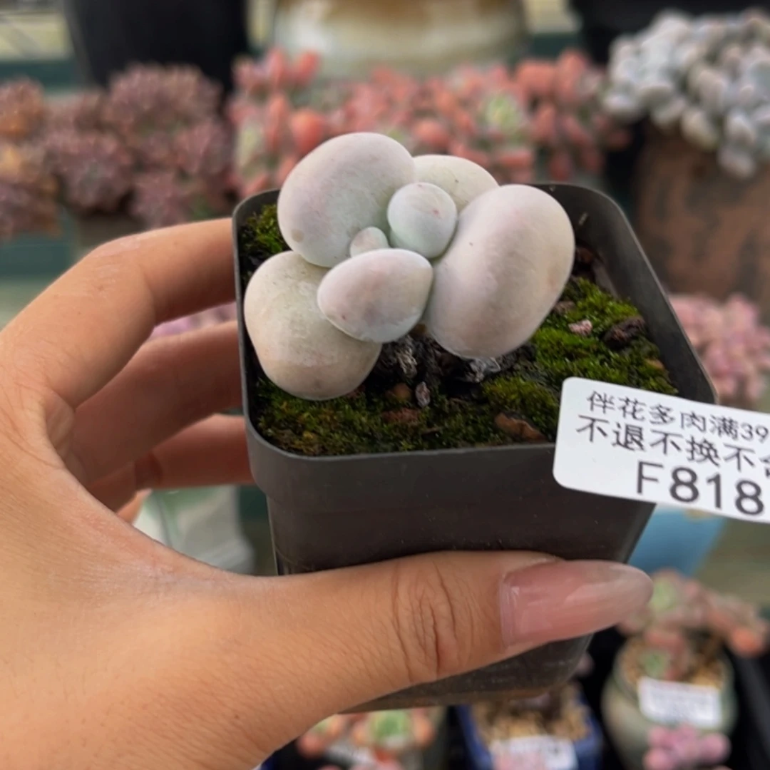 818-芭比奶多肉3cm