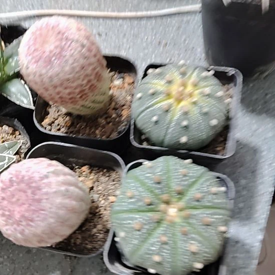 仙人球红太阳星球组合