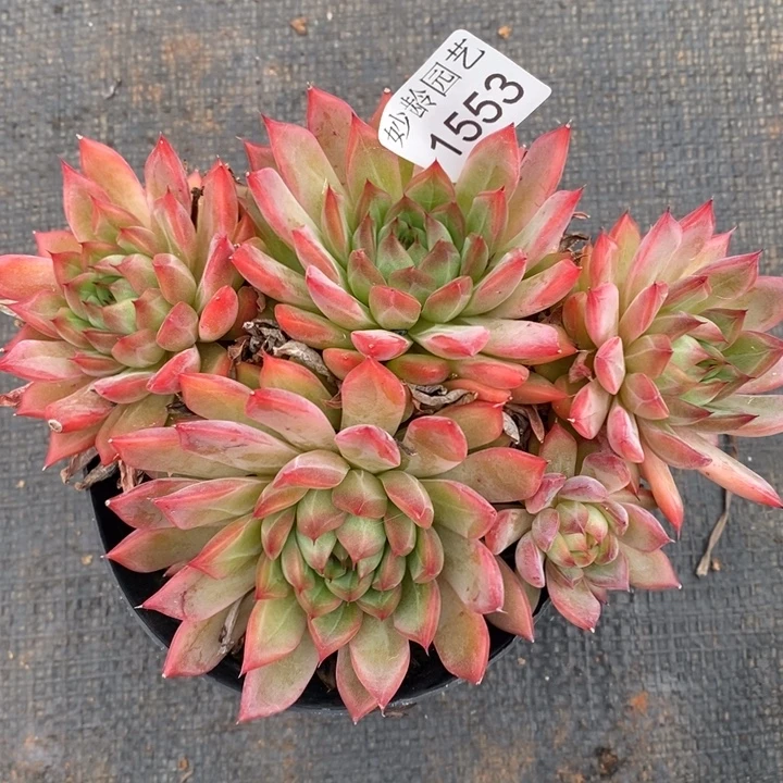 1553杂交老桩基地～14厘米