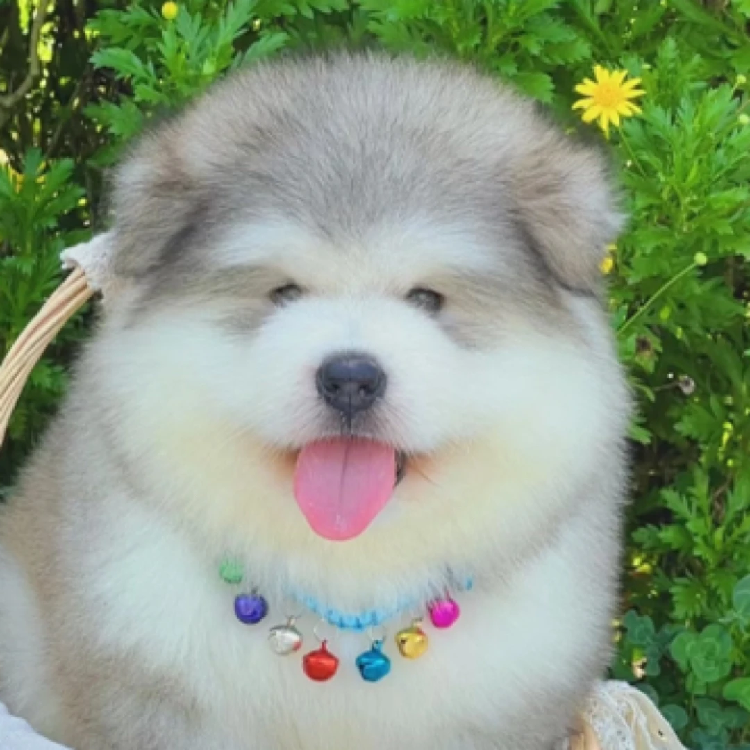 茜茜阿拉斯加活体狗狗