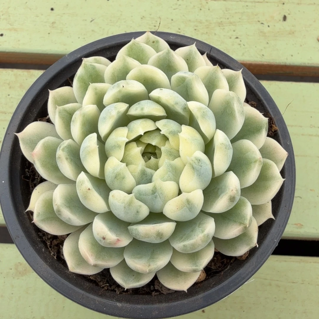 香草月影锦锦上园艺一物一拍