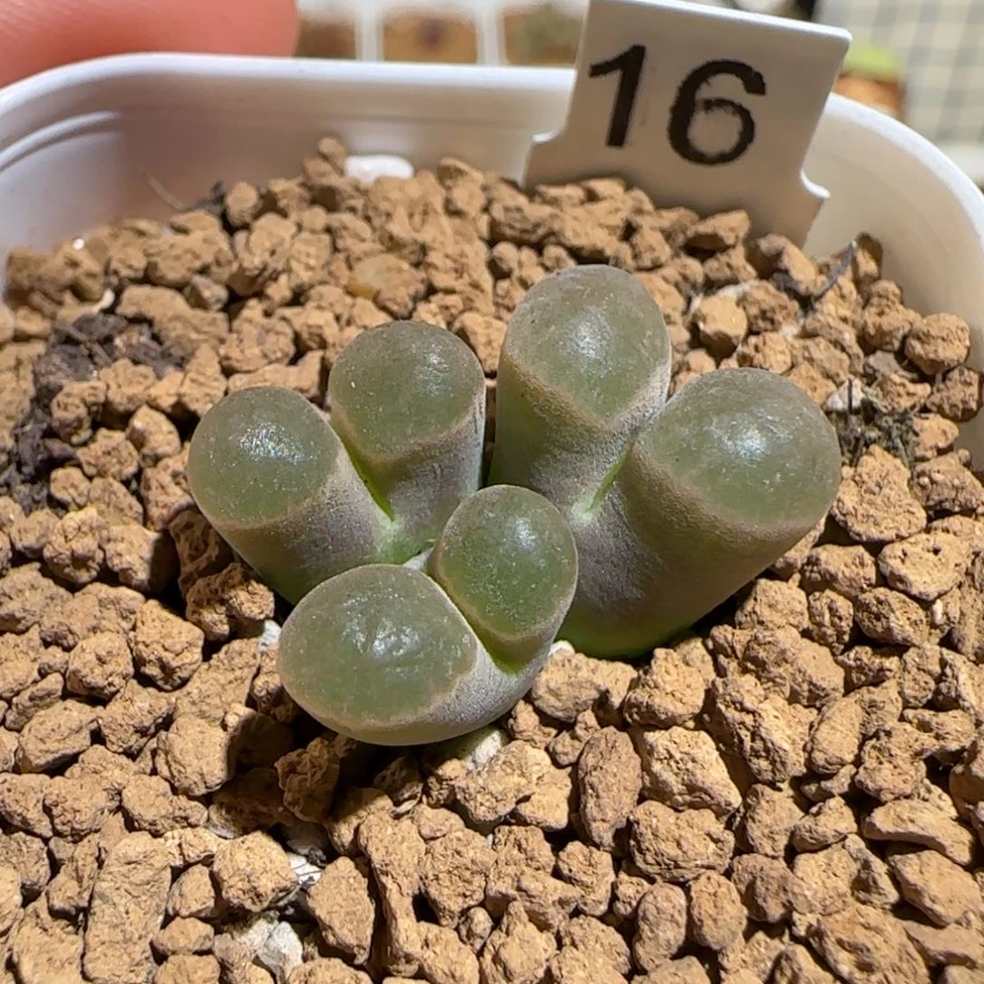 胡***图肉锥多肉植物组合-621