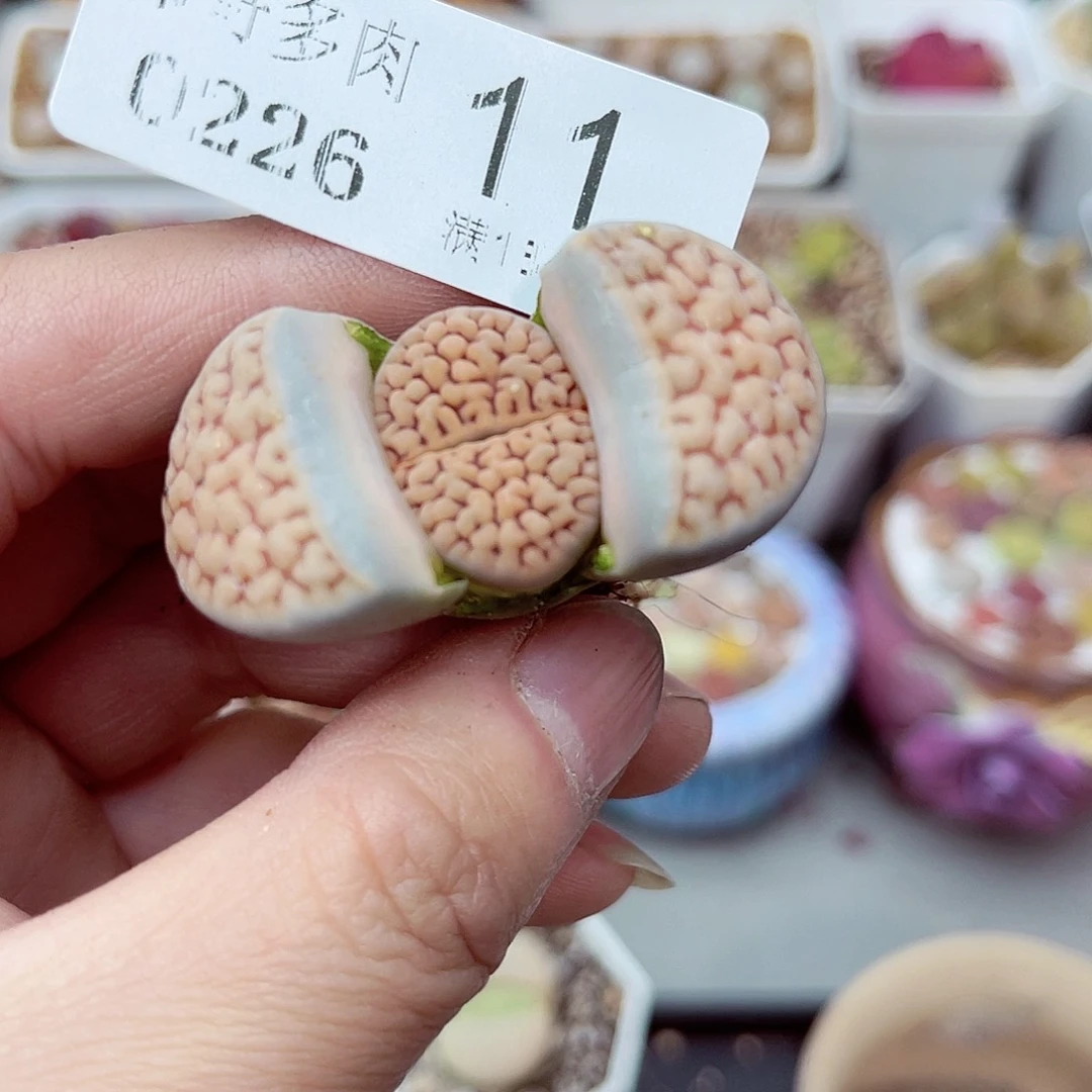 郎哥多少生石花26-11