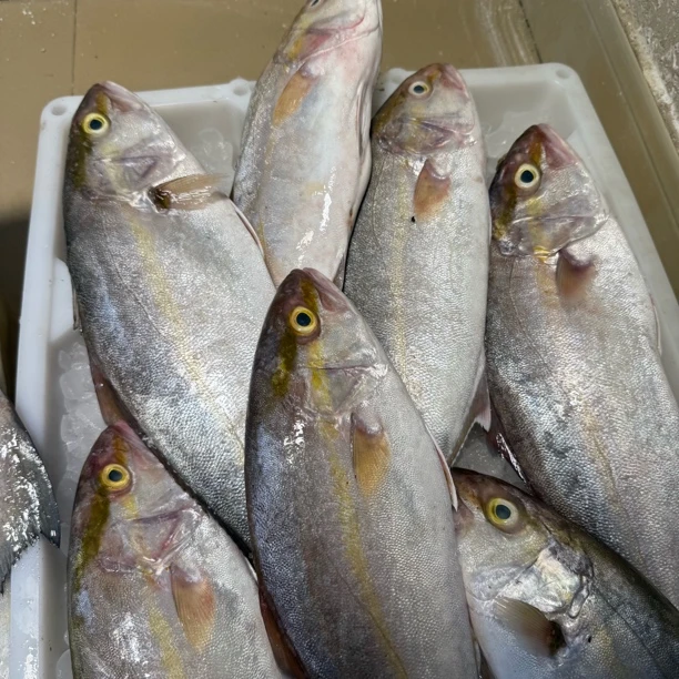 汕尾本港红柑鱼顺丰包邮省外不包邮