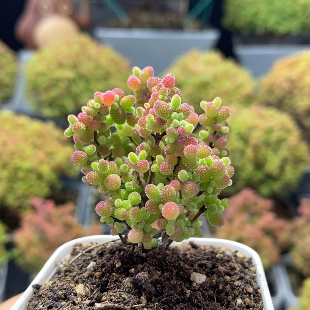 蜜橘糖球0902枝干番杏