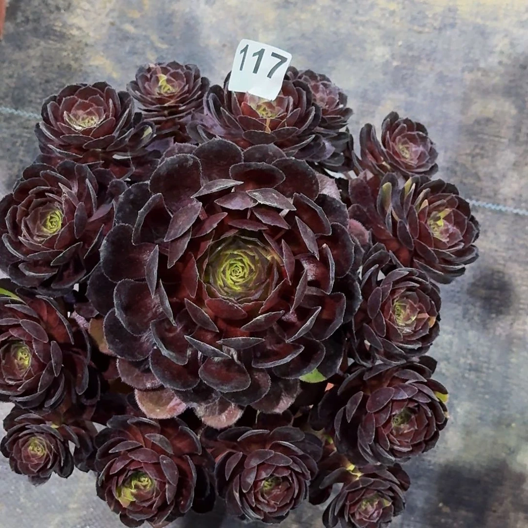 @**?117黑骑士嫩桩多肉植物