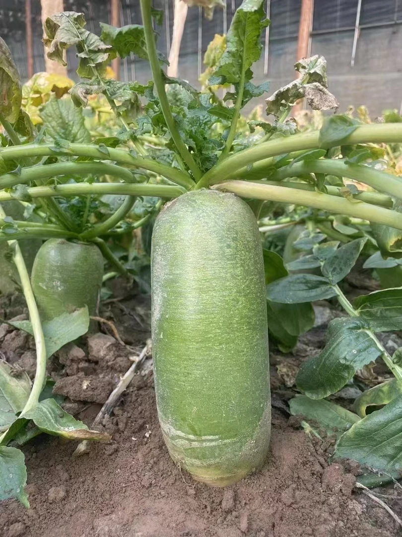 天津本地沙窝水果萝卜应季萝卜脆甜现拔现发京东或顺丰包邮