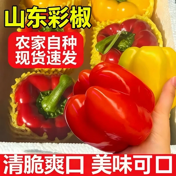 【中小果彩椒】山东寿光新鲜现摘水果彩椒生吃不辣红黄椒