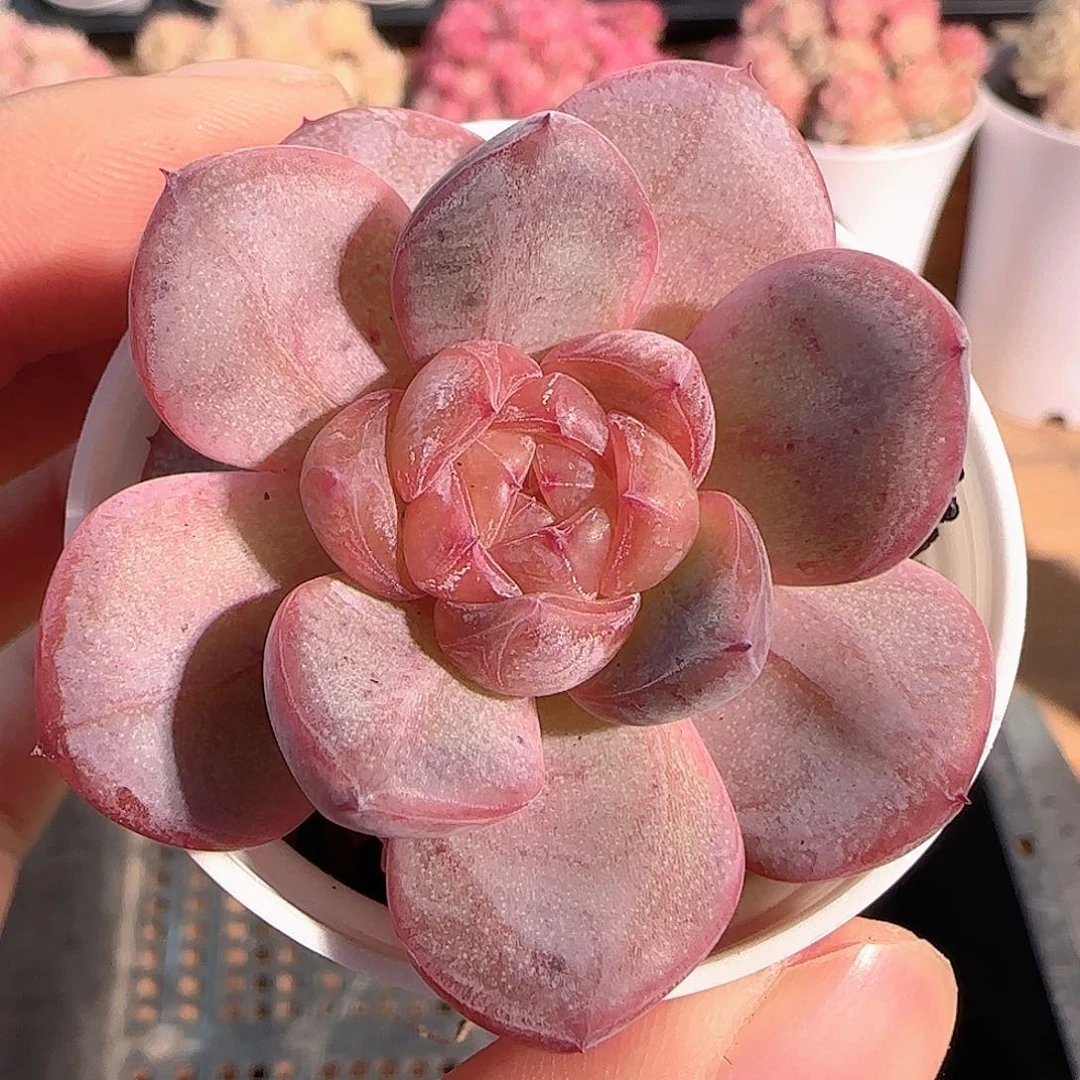 多肉1214-80星星珍妮