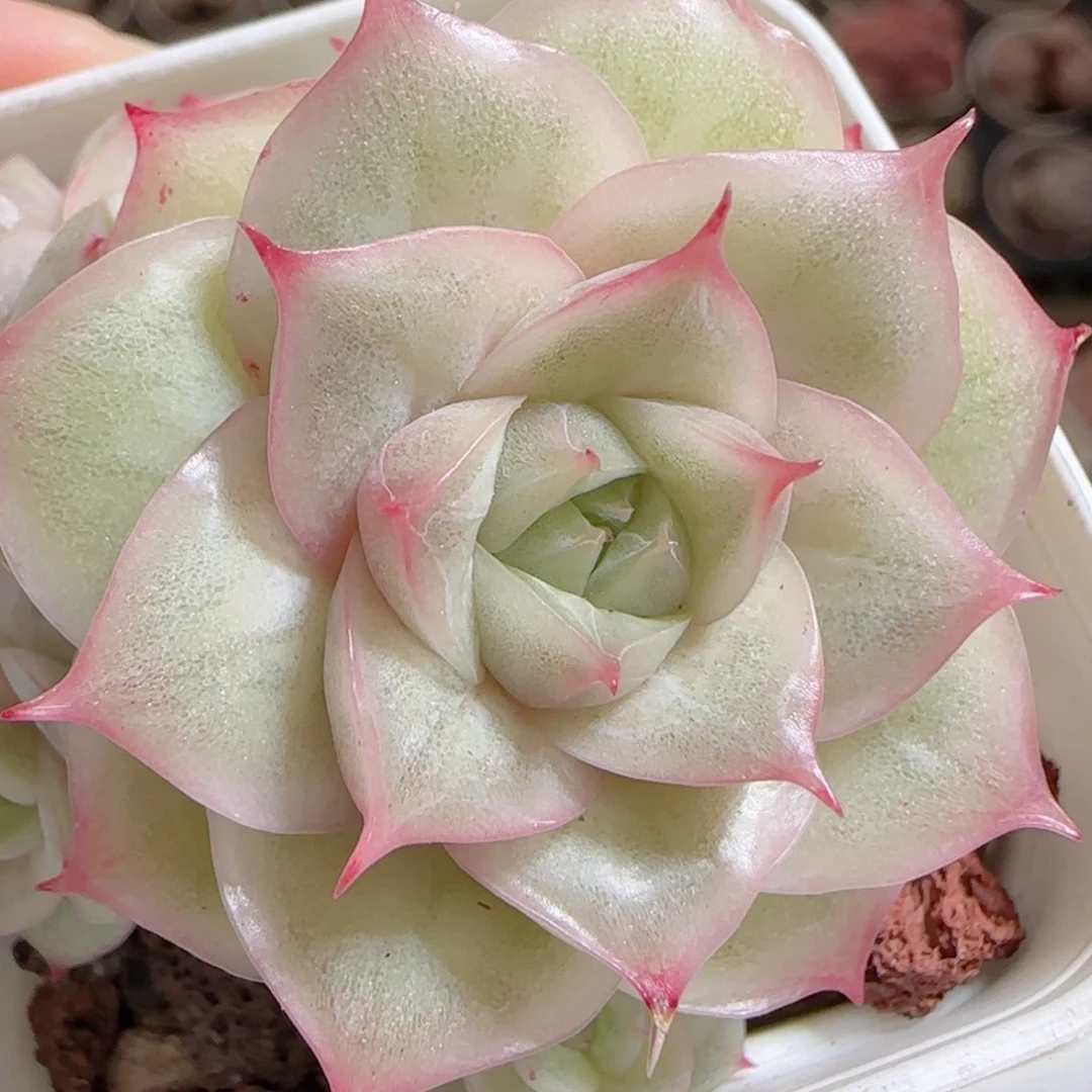 花语多肉0101-60散