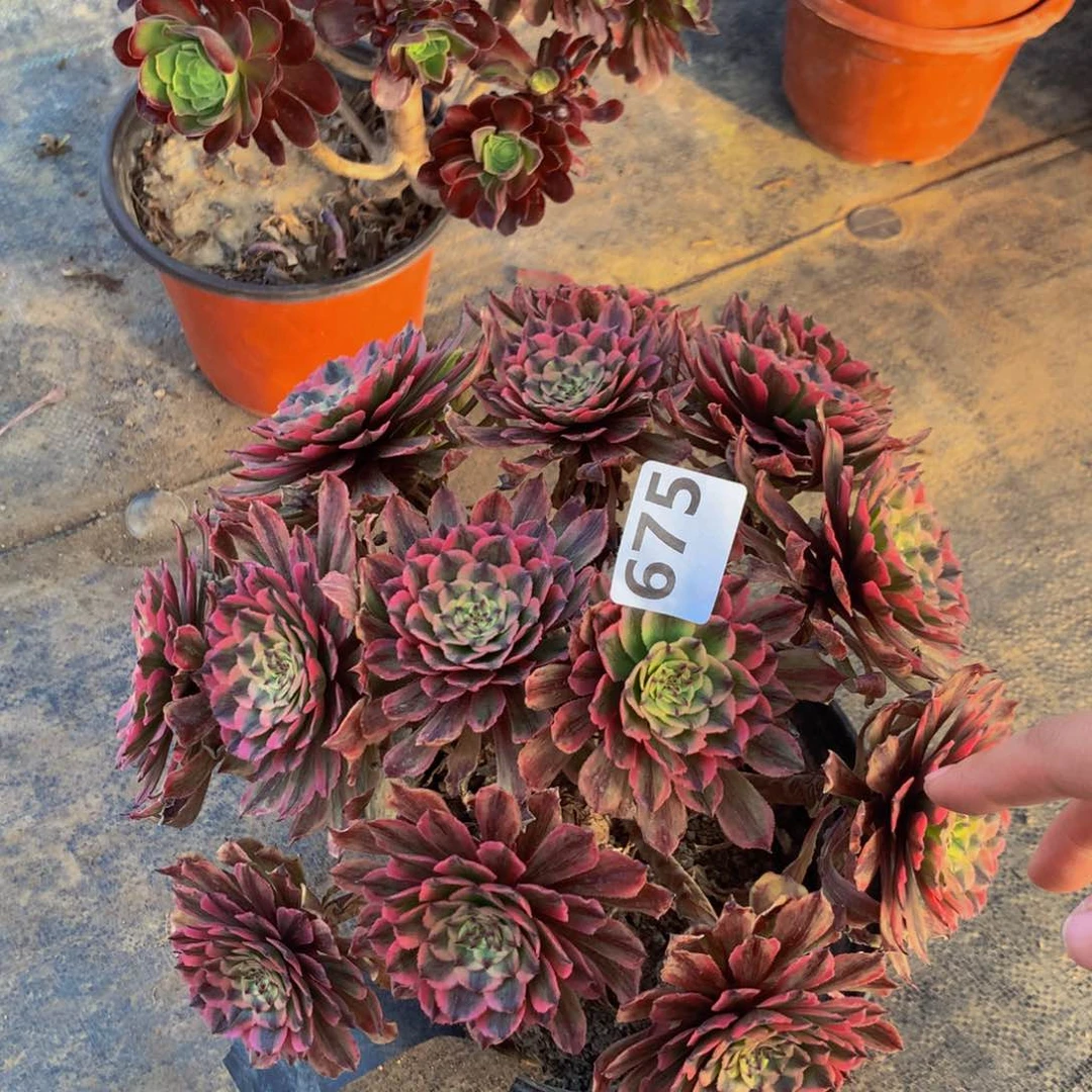 【闪购商品】八**铺甜675000000000000000