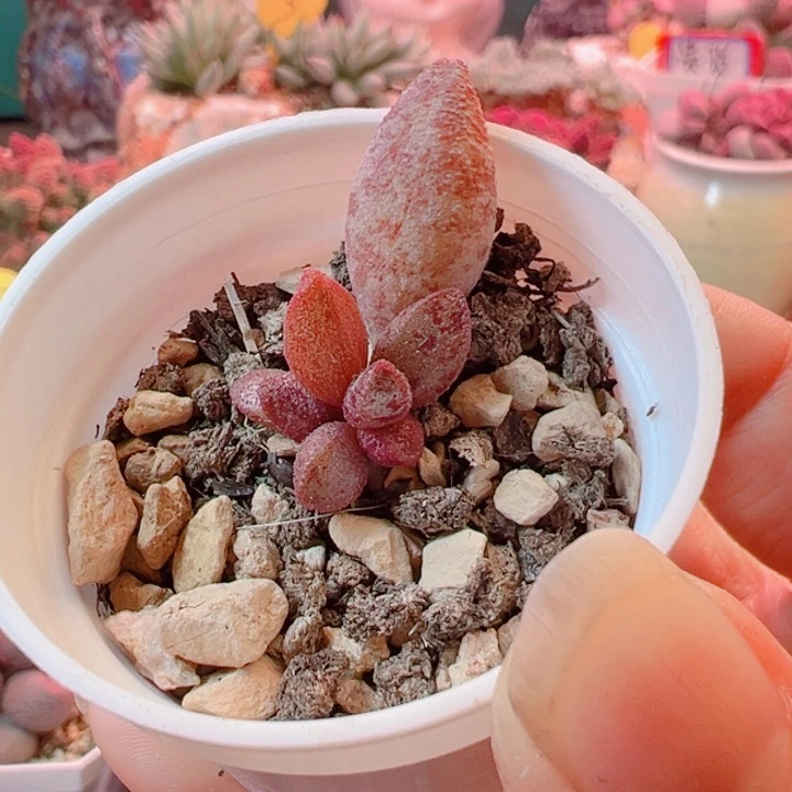 感谢支持恭喜发财