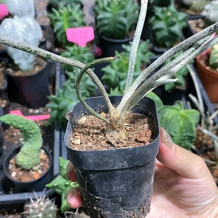 花花草草花花草草