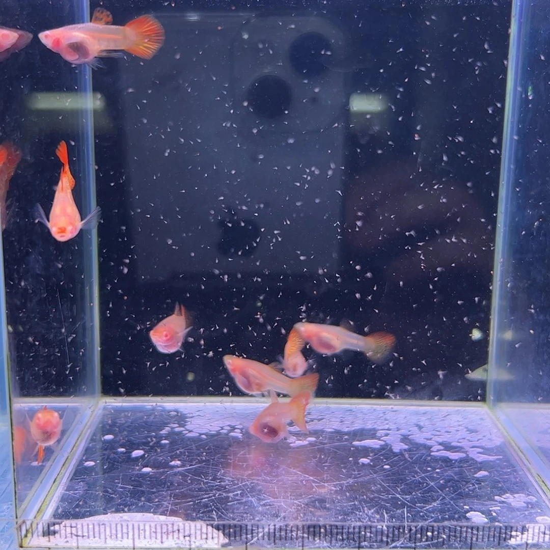 孔雀鱼红龙白子玻璃体4对