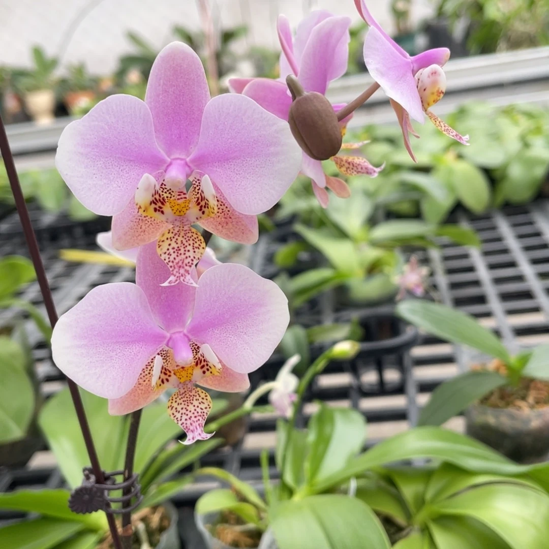 完全开放swr23pu香