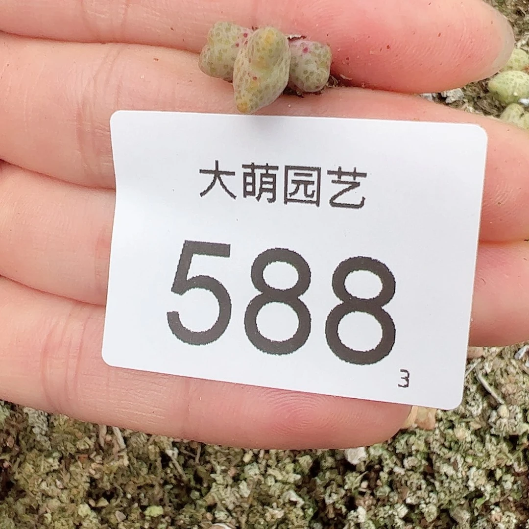 0000588量拍ARM714B园艺鹿角斑马3头1颗