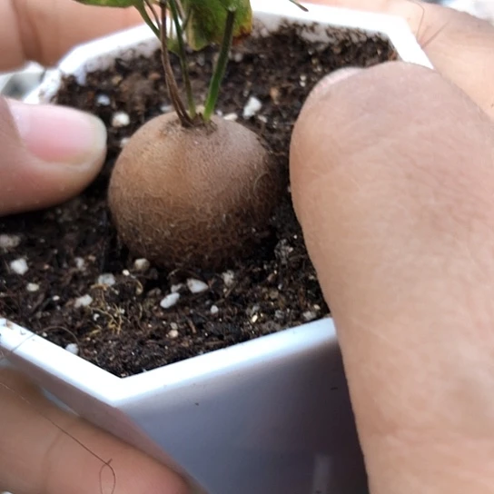 5742，2.5厘米特价龟甲龙