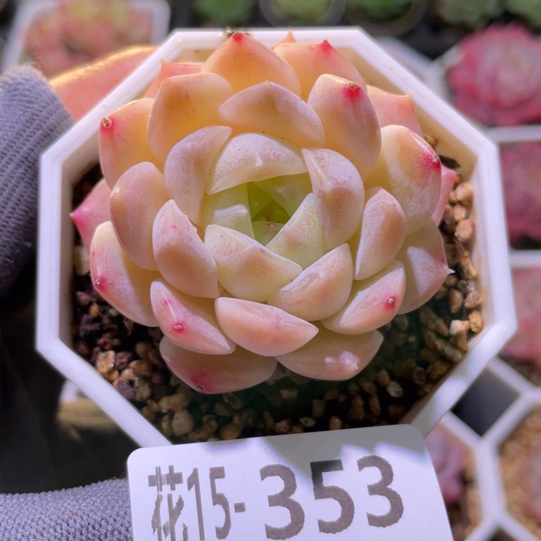 花利美15-353明月心