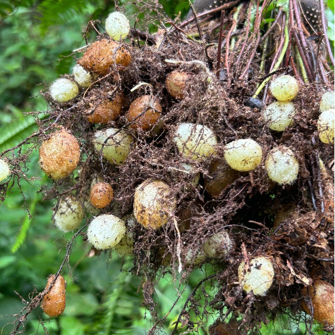 野生肾蕨果 广西优质石黄皮马骝卵狗化儿凤凰蛋泡酒煲汤 鲜货