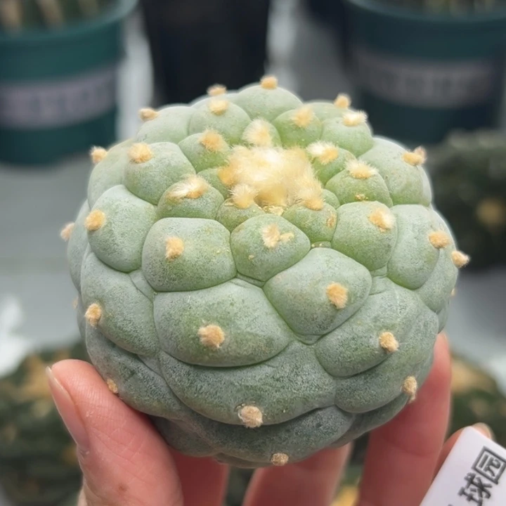 335 可帮发根可发货