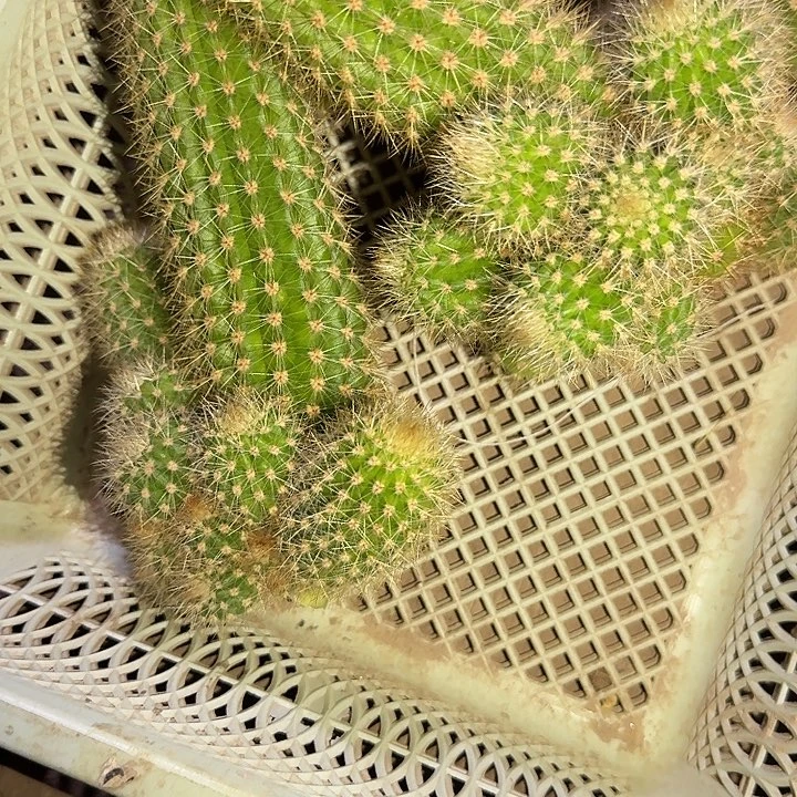 时光侧芽一坨仙人球金妞