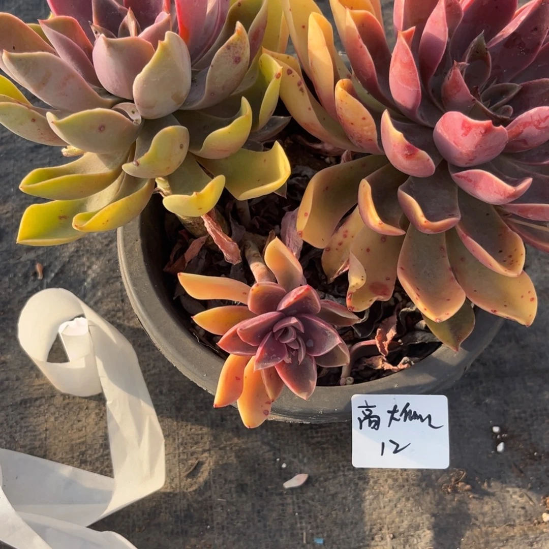 高**儿紫气东来多肉植物