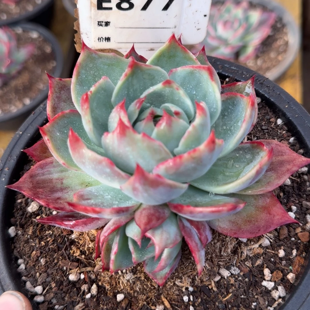 惊鸿一物一拍包装收缩花旱877