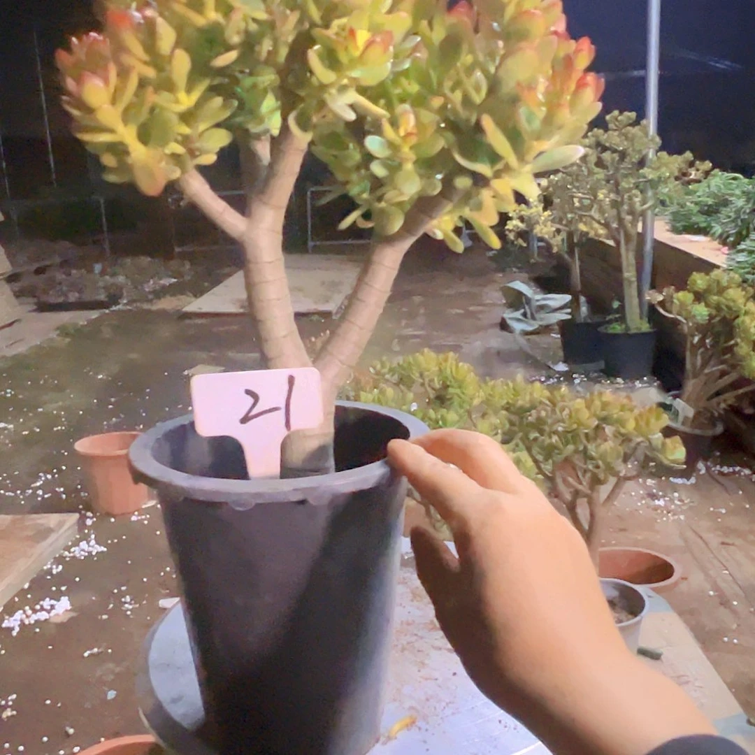 21号姬红花月好养活