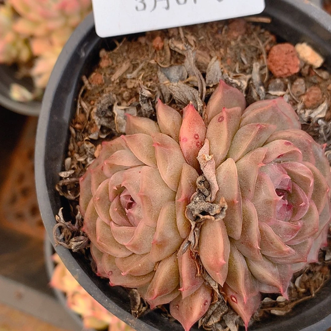 【闪购商品】云587