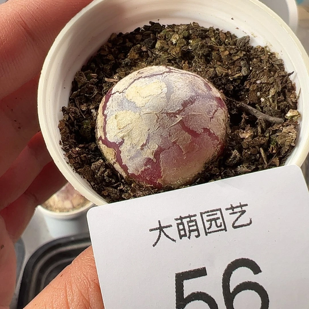 一物一拍。 带盆土发。56