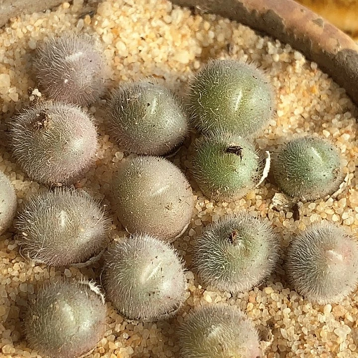 4517史蒂芬妮一颗
